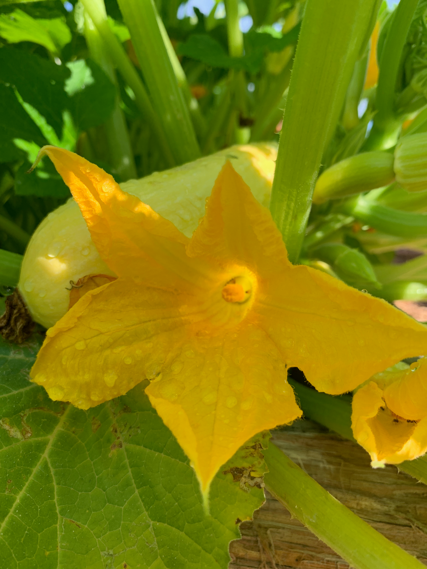 Yellow Squash Seeds