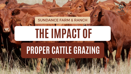 The Impact of Proper Cattle Grazing