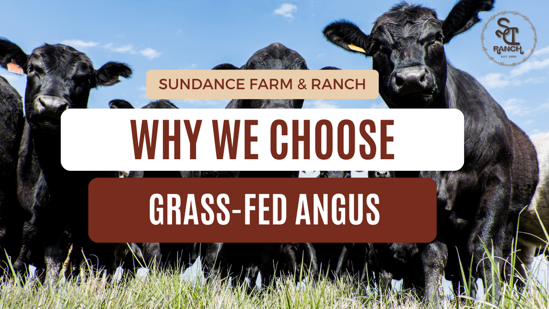 A Cut Above: The Amazing Benefits of Grass Fed Meat
