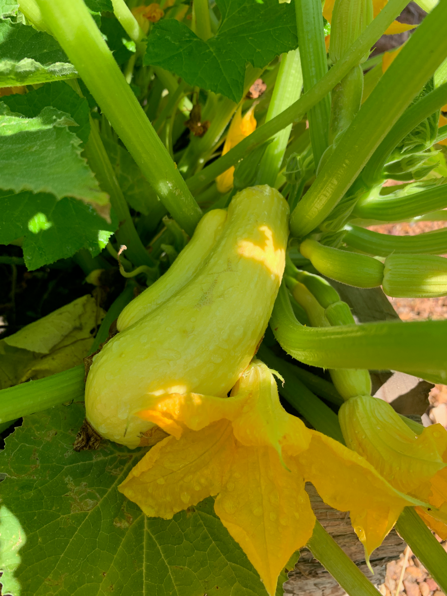Yellow Squash Seeds